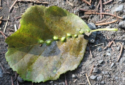 Auffallend auch die Reihung der Gallen entlang der Blattrippe
(Gemäß Heiko Bellmann: Geheiminisvolle Pflanzengallen(Quelle&Meyer)
S.46-47)
Bilder(zum Vergleich) hierzu aus dem Internet:
https://www.ecosia.org/images?q=Gallen+einer+Gallmilbe%28Eriophyes+inangulis

Aufnameort: Eiershausen Schwarzbachtal
Kamera: Canon EOS 700D