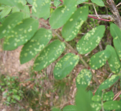 Jene Gallen können an Eberesche(Sorbus aucuparia(L.)) häufiger beobachtet werden.
http://www.cebe.be/technics/htm/invent.php?loc=p&id=3717

Aufnameort: Eiershausen  Waldrand des Hirschbergwaldes
Kamera: Canon EOS 700D