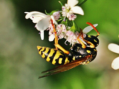 gallische-feldwespe-polistes-d-19256.jpeg