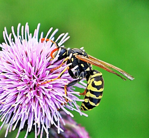 Die Gallische Feldwespe fliegt etwa von April bis September.
Sie halten sich im "offenen" sowie warmen Gelände auf - oft auch in der Nähe des Menschen.
https://de.wikipedia.org/wiki/Gallische_Feldwespe

Aufnameort: Eiershausen Hirschbergwald
Kamera: Canon EOS 1300D