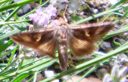 gammaeule-autographa-gamma-l-1758-1-13216.jpeg