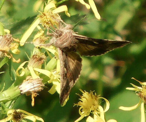 gammaeule-autographa-gamma-l-1758-11146.jpeg