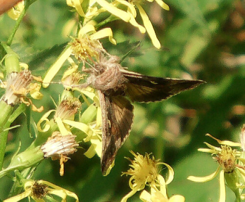 gammaeule-autographa-gamma-l-1758-13085.jpeg