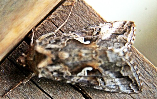 gammaeule-autographa-gamma-l-1758-20848.jpeg