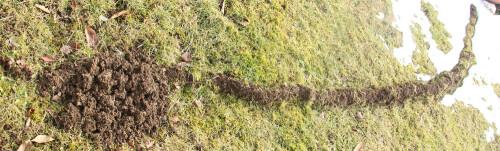 Neben Maulwürfen können auch Feld- oder Wühlmäuse ähnliche halboffene Wegspuren in der Wiese bzw. auf dem Feld hinterlassen.
https://de.wikipedia.org/wiki/Europäischer_Maulwurf

Aufnameort: Eiershausen Garten
Kamera: Canon EOS 700D