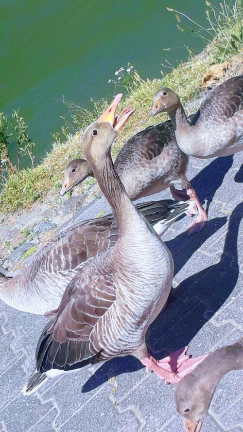 Gänseschar

Aufnameort: Oberwesel
Kamera: Smartphone