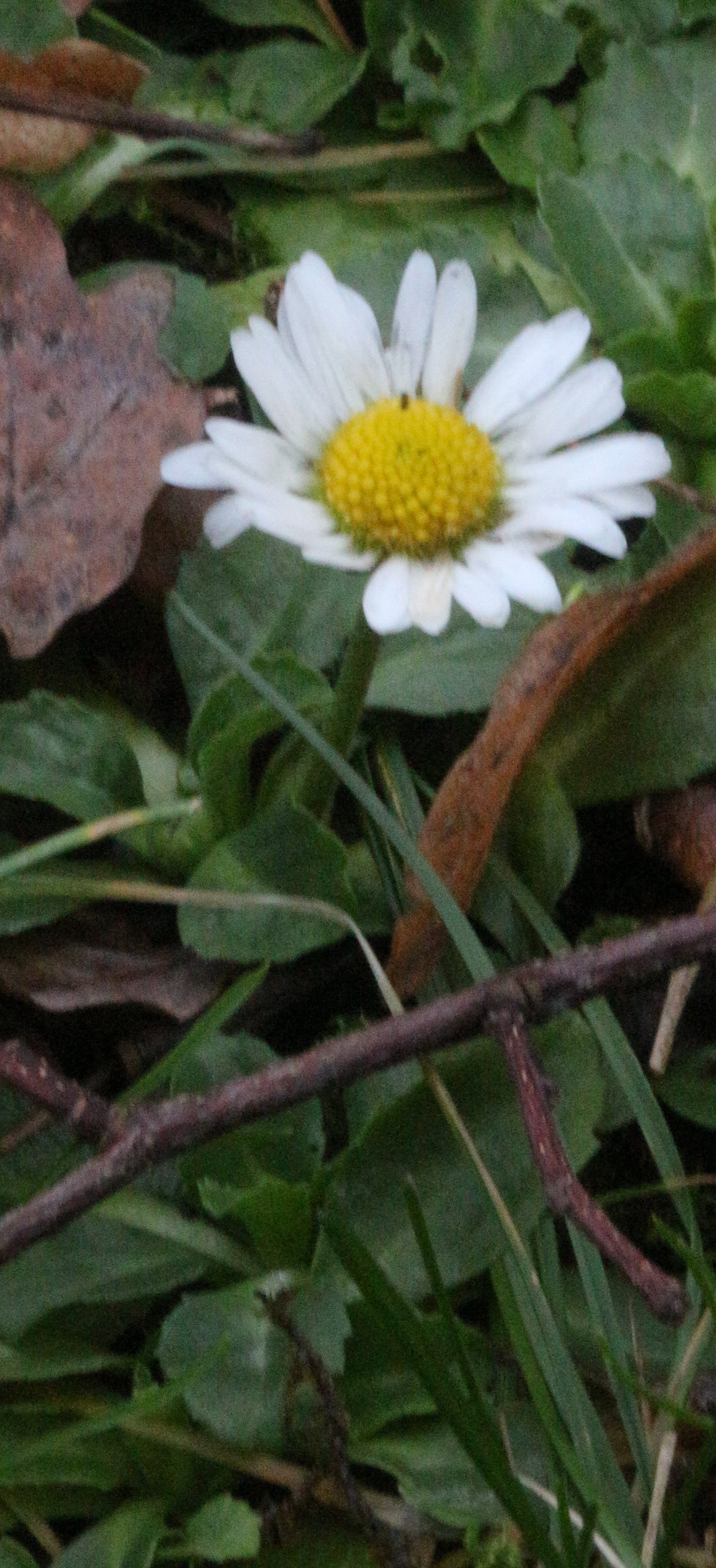 Eine kleine Blume, die etwas an eine verkleinerte Margarite erinnern könnte.
https://de.wikipedia.org/wiki/G%C3%A4nsebl%C3%BCmchen

Aufnameort: Eiershausen Gemeindewiese
Kamera: Canon EOS 700D