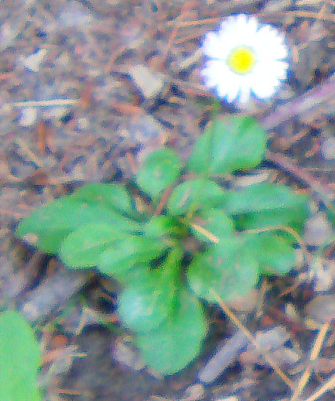 ganseblumchen-bellis-perennis-l-13086.jpeg