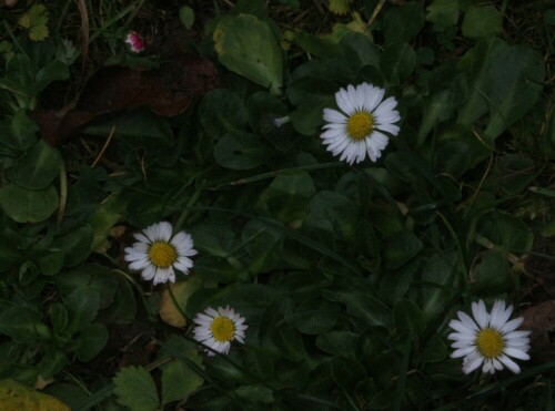 ganseblumchen-bellis-perennis-l-15549.jpeg