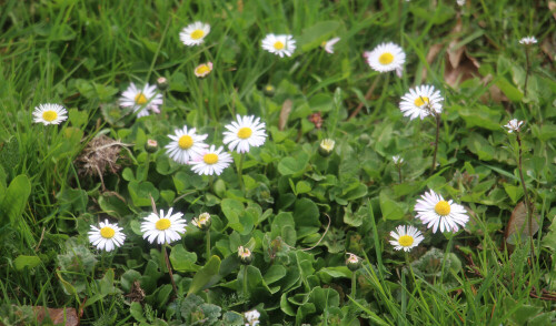 ganseblumchen-bellis-perennis-l-18684.jpeg