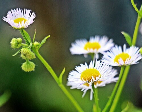 Das Gänseblümchen ist ein Korbblütler.
Es gilt als eines der bekanntesten Blumen in Mitteleuropa.
https://de.wikipedia.org/wiki/Gänseblümchen

Aufnameort: Eiershausen Garten
Kamera: Canon EOS 1300D