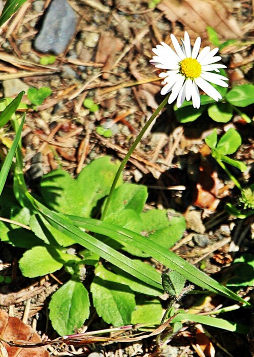 ganseblumchen-bellis-perennis-l-19392.jpeg