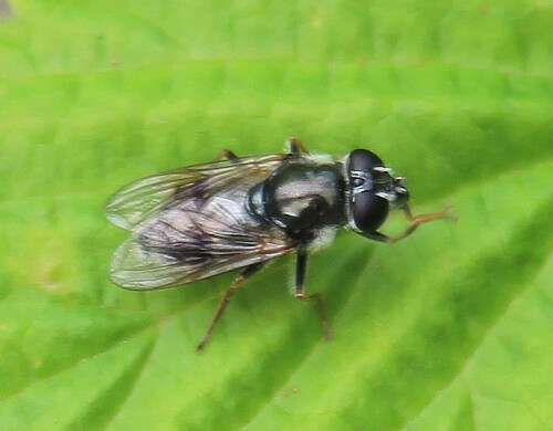 gansedistel-erzschwebfliege-cheilosia-caerulescens-17652.jpeg