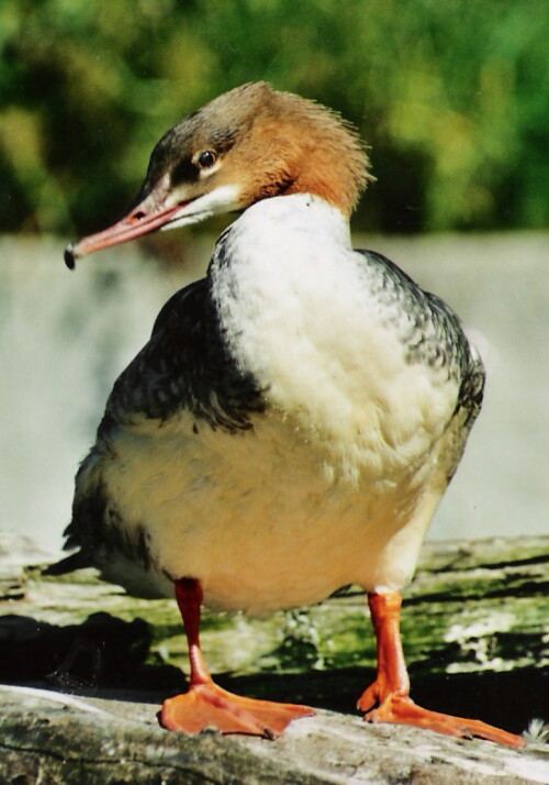 Im Innsbrucker Alpenzoo


