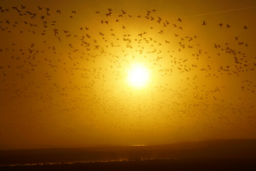 Im Winter steigt ein großer Schwarm Gänse aus dem Rastgebiet NSG "Moorhauser Polder" auf und sucht Nahrung auf umliegenden Feldern

Aufnameort: Oldenburg
Kamera: Sony Alpha 77II