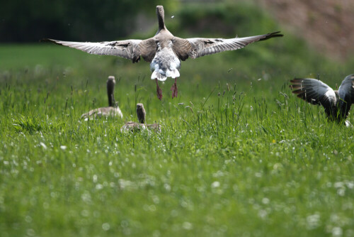 Eine Gans startert zu Ihrem Flug

Aufnameort: Altmühlüberleiter Muhr Mittelfranken
Kamera: Canon EOS400D + Canon EF 300 4.0 USM IS L