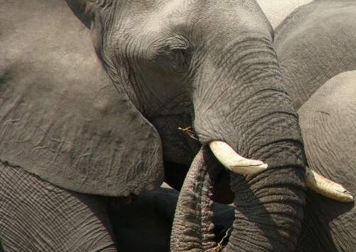 Während einer Afrikareise - Namibia - Botswana


Kamera: Canon 450D