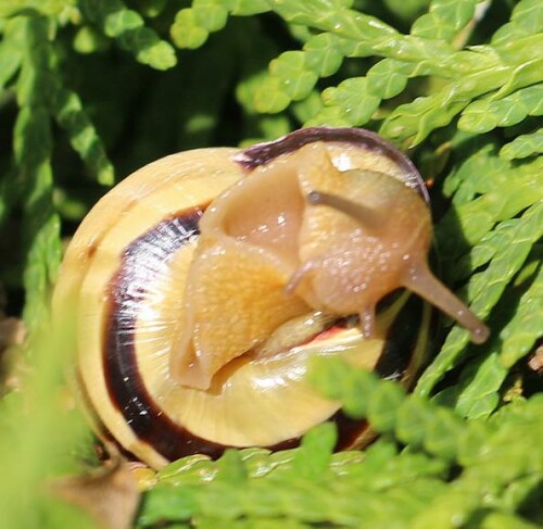 Eine Gehäuseschnecke, die oft in Gärten vorkommen kann.
Typisch ist ihr dunkler Mündungsrand!

https://de.wikipedia.org/wiki/Garten-B%C3%A4nderschnecke

Aufnameort: Eiershausen Parkplatz Friedhof
Kamera: Canon EOS 700D