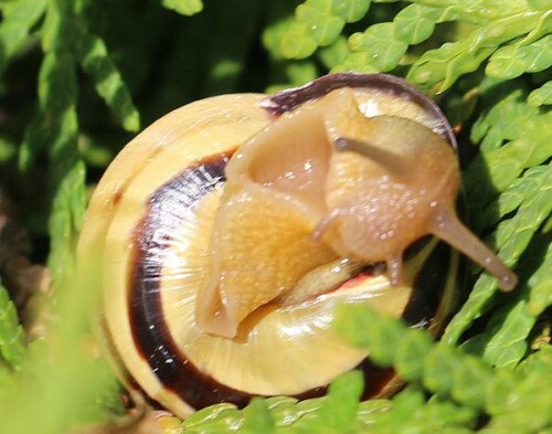 Eine im Garten recht häufig anzutreffende Schneckenart, die durch ihr meist gebändertes Gehäuse eigentlich leicht erkenntlich sein sollte.
https://de.wikipedia.org/wiki/Garten-B%C3%A4nderschnecke

Aufnameort: Eiershausen Parkplatz Friedhof
Kamera: Canon EOS 700D