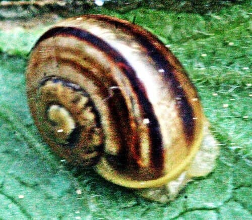 Sie wird auch als Garten-Schnirkelschnecke bezeichnet.
https://de.wikipedia.org/wiki/Garten-Bänderschnecke

Aufnameort: Eiershausen Garten
Kamera: Canon EOS 1300D