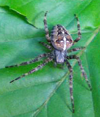 garten-kreuzspinne-araneus-diadematus-clerck-1757-12051.jpeg