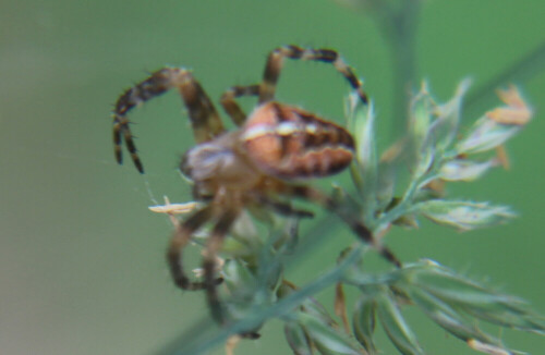 garten-kreuzspinne-araneus-diadematus-clerck-1757-17400.jpeg