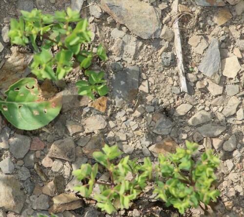 Die Garten-Wolfsmilch ist eine einjährige Pflanze aus Gärten, Äckern sowie Ruderalstellen.
https://de.wikipedia.org/wiki/Garten-Wolfsmilch

Videoclip zu jener Art:
https://www.youtube.com/watch?v=eC40ykbC59c

Aufnameort: Eiershausen Garten
Kamera: Canon EOS 700D