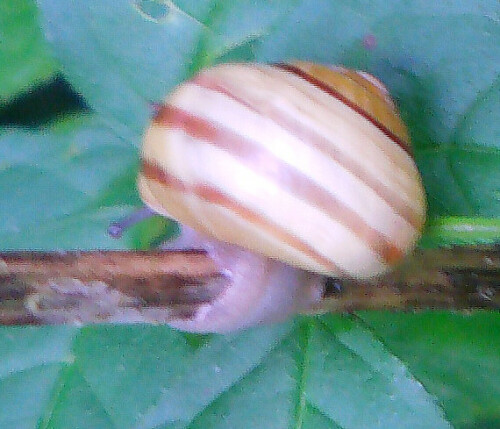 Eine Bänderschnecke, die an ihrer hellen Gehäusemündung erkannt werden kann(auch, wenn es Ausnahmen hierzu gibt).
http://de.wikipedia.org/wiki/Garten-B%C3%A4nderschnecke

Aufnameort: Eiershausen Hirschbergwald
Kamera: Medion Digitaler Full-HD-Camcorder mit Touchscreen Medion Life