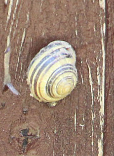 Eine Gehäuseschnecke, die ziemlich häufig auch in Kleingärten auftreten kann. Da sie sich überwiegend von Algen ernähren soll, gilt sie nicht als Schädling.
https://de.wikipedia.org/wiki/Garten-Bänderschnecke

Videoclip zu jener Art:
https://www.youtube.com/watch?v=-4hhWGy-Wcw
https://www.youtube.com/watch?v=F0ujI2KuuJY
https://www.youtube.com/watch?v=V3oMCXQ-Tqk
u. a. 


Aufnameort: Eiershausen Garten
Kamera: Canon EOS 700D