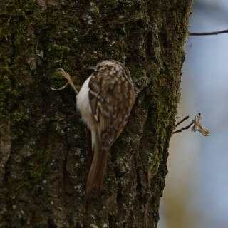 gartenbaumlaufer-29408
