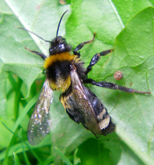 gartenhummel-bombus-hortorum-l-1761-konigin-10857.jpeg