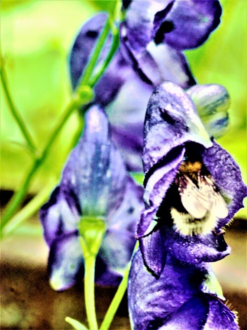 gartenhummel-bombus-hortorum-l-27051.jpeg