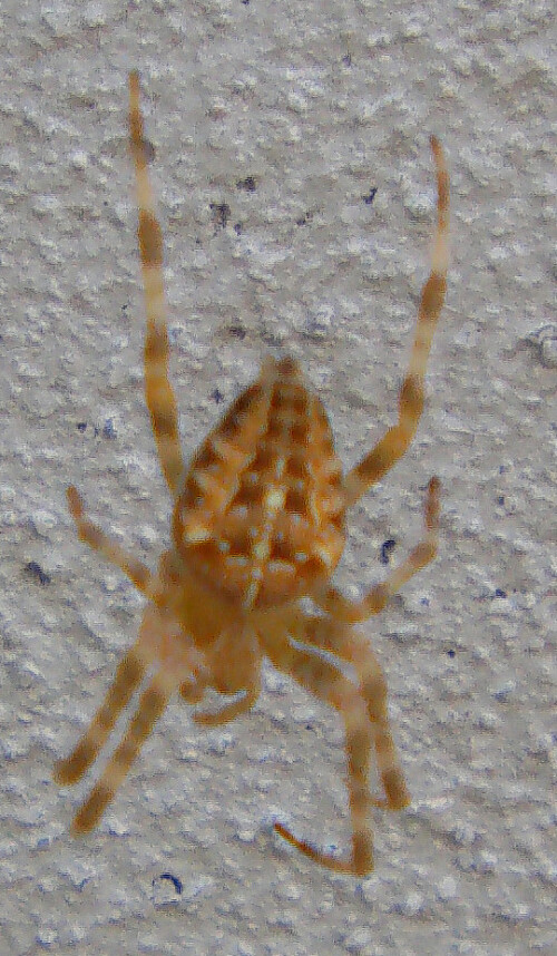 Eine der häufigen Spinnen in "freier Natur."
http://de.wikipedia.org/wiki/Gartenkreuzspinne

Aufnameort: Eiershausen Hauswand
Kamera: Medion Digitaler Full-HD-Camcorder mit Touchscreen Medion Life