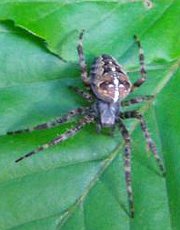 Die Gartenkreuzspinne ist  die häufigste Kreuzspinne in Mitelleuropa.
Sie wurde als Spinne des Jahres 2010 ausgezeichnet.
Ihre Färbung kann zur Helligkeit ihrer Umgebung sich ändern.
http://de.wikipedia.org/wiki/Gartenkreuzspinne

Aufnameort: Eiershausen Hirschbergwald
Kamera: Medion Digitaler Full-HD-Camcorder mit Touchscreen Medion Life