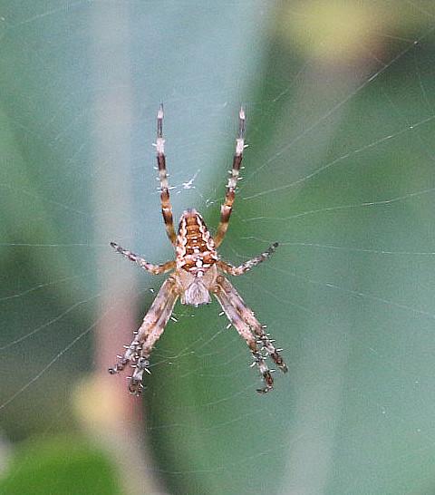 Eine häufige und bekannte Kreuzspinne, die in Gärten oder z. B. an Wäldrändern oder Wegen im Herbst auffallen kann.
https://de.wikipedia.org/wiki/Gartenkreuzspinne

Aufnameort: Eiershausen Hirschberg Waldrand
Kamera: Canon EOS 700D