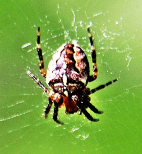 Die Gartenkreuzspinne ist eine Spinnenart, die leicht an dem Kreuz auf ihrem Rücken(zusammengesetzt aus weißlichen Flecken) bzw. Hinterleib (Opistosoma) erkannt werden kann. Sie ist in Mitteleuropa häufig.
https://de.wikipedia.org/wiki/Gartenkreuzspinne

Aufnameort: Eiershausen Garten
Kamera: Cannon EOS 1300D