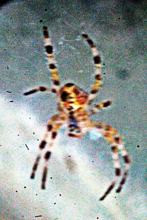 gartenkreuzspinne-araneus-diad-21211.jpeg