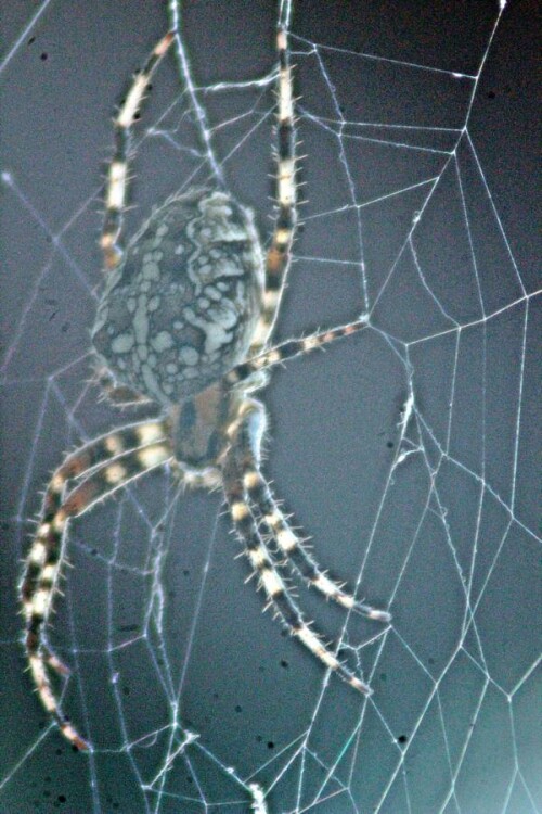 gartenkreuzspinne-araneus-diad-21568.jpeg