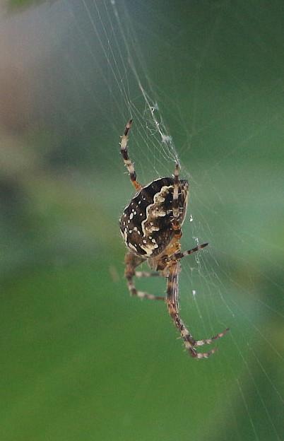 gartenkreuzspinne-araneus-diadematus-clerck-1757-14913.jpeg