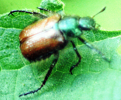 gartenlaubkafer-phyllopertha-horticola-l-1758-28809.jpeg