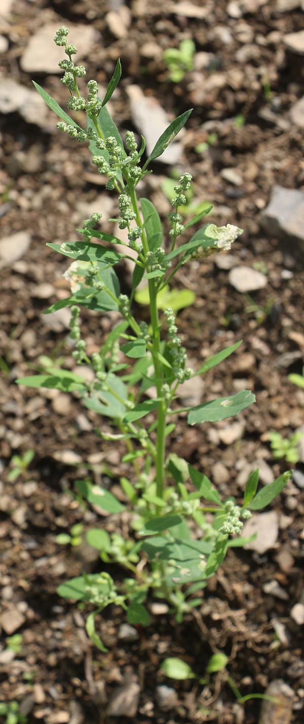 Eine Melde, die gerne in Gärten aufwächst.
Sie wurde vom Naturschutzbund Deutschland zur Nutzpflanze des Jahres 2000 gewählt.
https://de.wikipedia.org/wiki/Gartenmelde

Aufnameort: Eiershausen Garten
Kamera: Canon EOS 700D