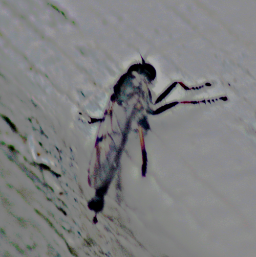 Eine Art Raubfliege, die durch Körperform sowie Farbung auffallen kann.
https://en.wikipedia.org/wiki/Neomochtherus_geniculatus

Aufnameort: Eiershausen Treppe
Kamera: Canon EOS 1300D