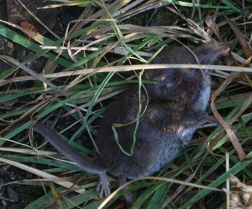 Wohl vermutlich ein nachträglich verschmähtes Jagdopfer einer Katze
https://de.wikipedia.org/wiki/Wei%C3%9Fzahnspitzm%C3%A4use

Aufnameort: Eiershausen Waldrand
Kamera: Canon EOS 700D