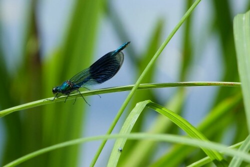 Gebänderte Prachtlibelle auf ästigem Igelkolben am Teich!
Aufgenommen aus ca. 5  m Entfernung.

Aufnameort: Grand Himbaumont/Vogesen/Frankreich
Kamera: Lumix FZ 48