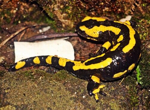 Feuersalamander bevorzugen feuchte Biotope.
Erwachsene Lurche sind ziemlich unabhängig von Gewässern an der Oberfläche der Erde. Der Feuersalamander wurde in Deutschland zum Reptil/Lurch des Jahres 2016 in Deutschland gewählt.
https://de.wikipedia.org/wiki/Feuersalamander#/media/File:Feuersalamander_gebändert1.jpg

Aufnameort: Eiershausen Garten
Kamera: Canon EOS 1300D