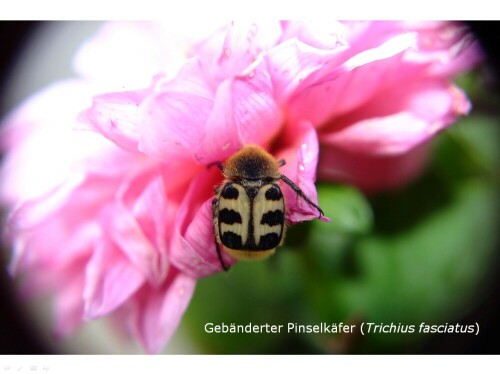 Der Gebänderte Pinselkäfer (Trichius fasciatus) ist ein Käfer aus der Familie der Blatthornkäfer (Scarabaeidae).

Aufnameort: 14913 Blönsdorf
Kamera: EOS 300D