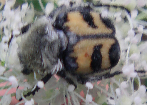 Ebenfalls der gebänderte Pinselkäfer - jedoch mit grauer Rückenbehaarung.
http://de.wikipedia.org/wiki/Geb%C3%A4nderter_Pinselk%C3%A4fer

Aufnameort: Eiershausen Schwarzbachtal
Kamera: Medion Digitaler Full-HD-Camcorder mit Touchscreen Medion Life