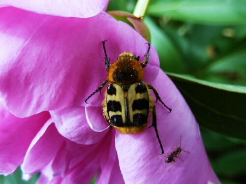 Auf dem Blatt im Garten entdeckt

Aufnameort: ad ösen
Kamera: Lumix TZ 61