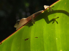 gecko auf blatt

Aufnameort: trinidad
Kamera: fuji finepix 9500