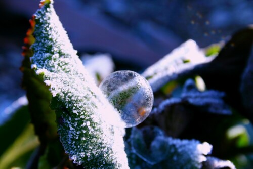 Geeiste Seifenblase bei minus 8 Grad Celsius im heimischen Garten.

Aufnameort: Kirrweiler
Kamera: Canon